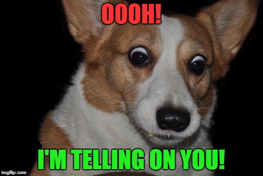 Corgi is going to tell on you. | OOOH! I'M TELLING ON YOU! | image tagged in surprised corgi | made w/ Imgflip meme maker