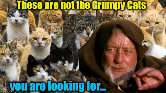 These are not the Grumpy Cats you are looking for... | made w/ Imgflip meme maker