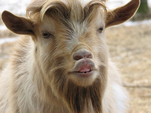goat lip Blank Meme Template