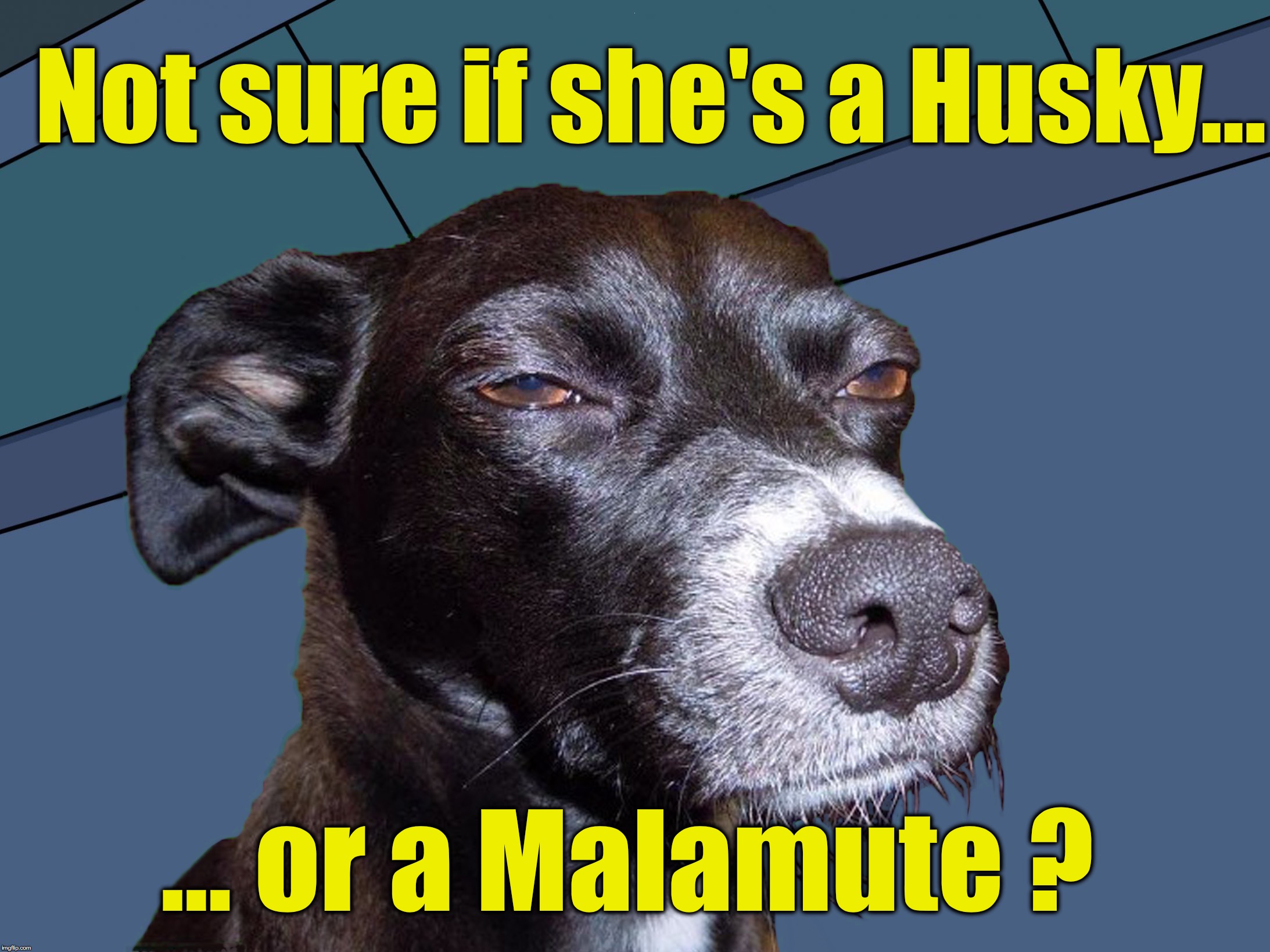 Not sure if she's a Husky... ... or a Malamute ? | image tagged in not sure | made w/ Imgflip meme maker