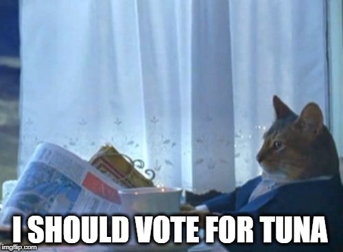 Political Veiws | I SHOULD VOTE FOR TUNA | image tagged in cat,political meme,politics,i should buy a boat cat,tuna | made w/ Imgflip meme maker