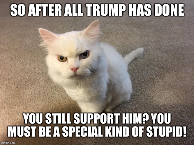 Trump supporters | SO AFTER ALL TRUMP HAS DONE; YOU STILL SUPPORT HIM? YOU MUST BE A SPECIAL KIND OF STUPID! | image tagged in trump supporters,puerto rico,obama care,moron,trump north korea,impeach trump | made w/ Imgflip meme maker