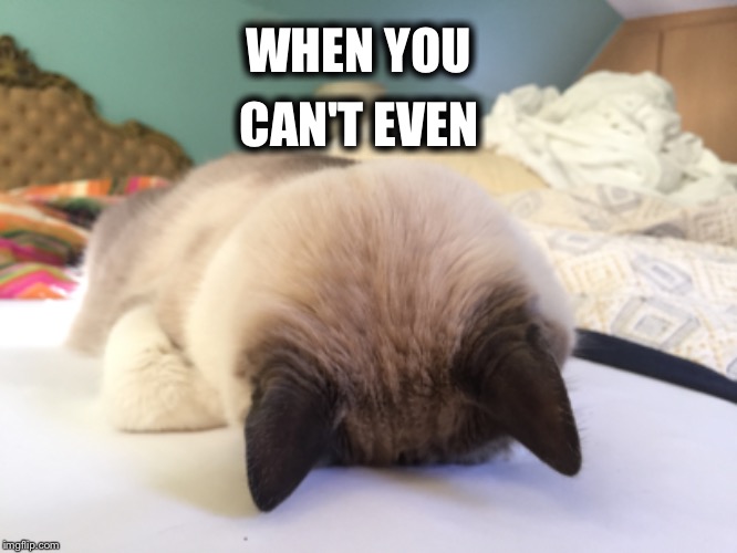 Ombré  | WHEN YOU; CAN'T EVEN | image tagged in can't even,cat,exhausted | made w/ Imgflip meme maker