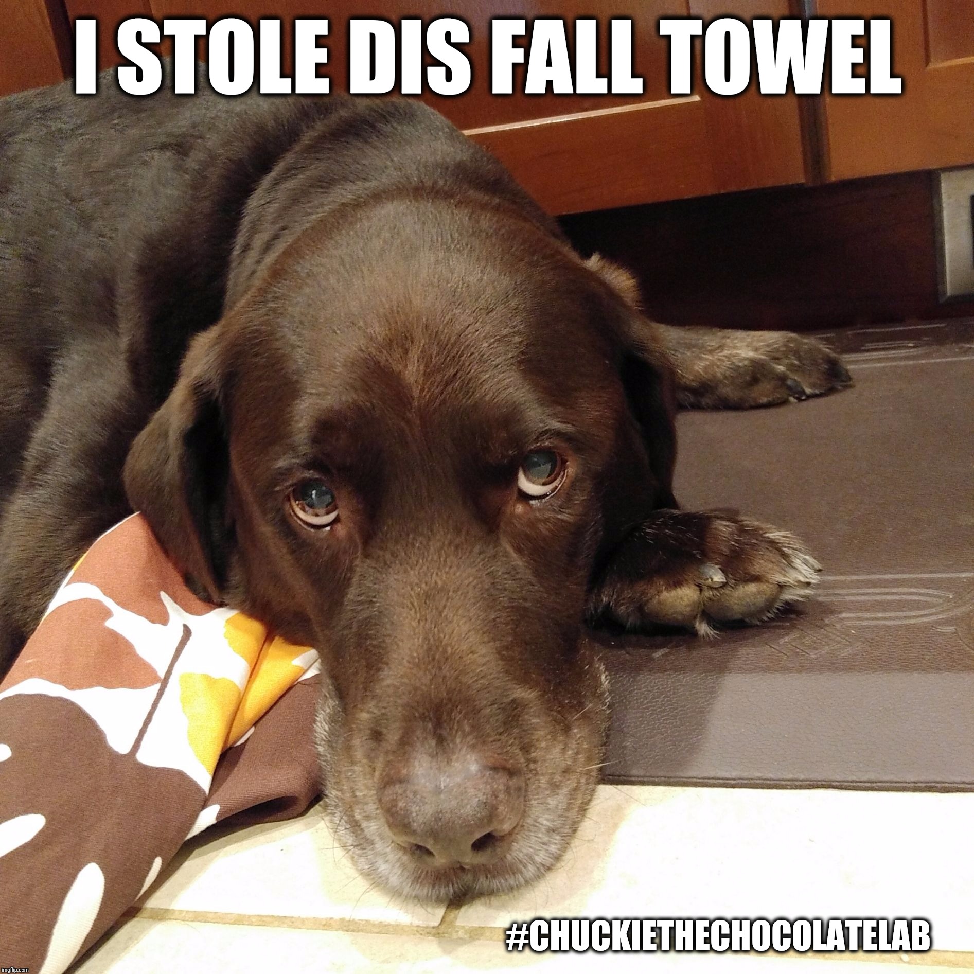 I stole dis fall towel | I STOLE DIS FALL TOWEL; #CHUCKIETHECHOCOLATELAB | image tagged in chuckie the chocolate lab teamchuckie,fall,i stole dis,dogs,funny,memes | made w/ Imgflip meme maker