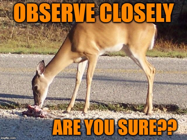 OBSERVE CLOSELY ARE YOU SURE?? | image tagged in meat eating deer | made w/ Imgflip meme maker