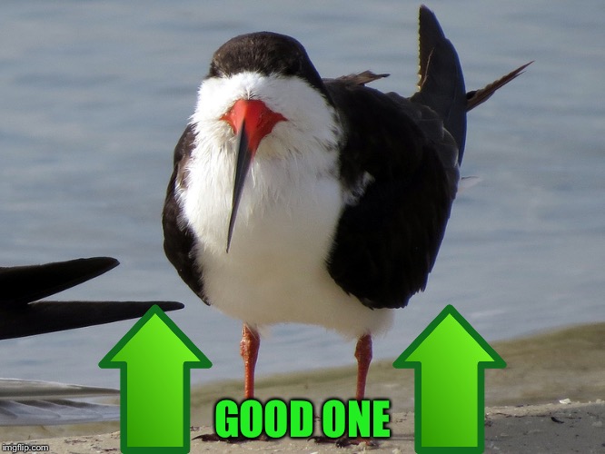 Even Less Popular Opinion Bird | GOOD ONE | image tagged in even less popular opinion bird | made w/ Imgflip meme maker