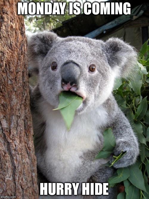Surprised Koala Meme | MONDAY IS COMING; HURRY HIDE | image tagged in memes,surprised koala | made w/ Imgflip meme maker