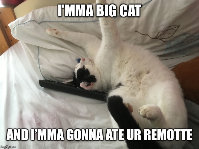 Imma big cat | I’MMA BIG CAT AND I’MMA GONNA ATE UR REMOTTE | image tagged in imma big cat | made w/ Imgflip meme maker