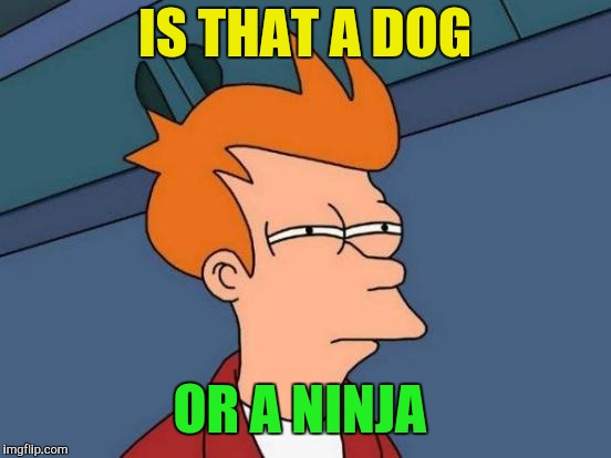 Futurama Fry Meme | IS THAT A DOG OR A NINJA | image tagged in memes,futurama fry | made w/ Imgflip meme maker