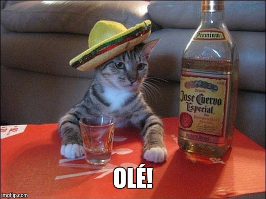 partycat | OLÉ! | image tagged in partycat | made w/ Imgflip meme maker
