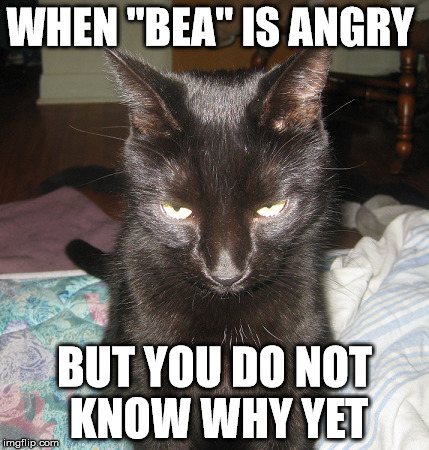 Still asking myself. | WHEN "BEA" IS ANGRY; BUT YOU DO NOT KNOW WHY YET | image tagged in memes,funny memes,cats,cat life | made w/ Imgflip meme maker
