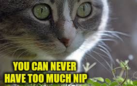 YOU CAN NEVER HAVE TOO MUCH NIP | made w/ Imgflip meme maker