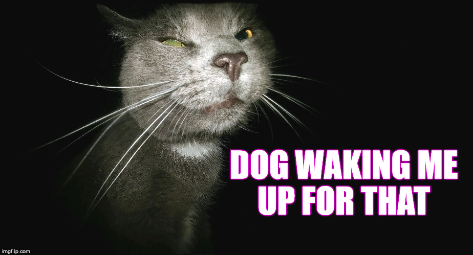 Stalker Cat | DOG WAKING ME UP FOR THAT | image tagged in stalker cat | made w/ Imgflip meme maker