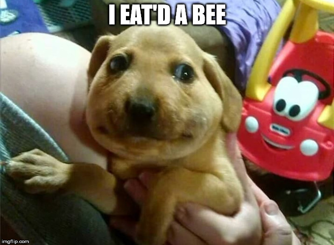 I EAT'D A BEE | image tagged in bees,ouch | made w/ Imgflip meme maker