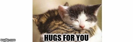 hugs for you | HUGS FOR YOU | image tagged in cute cats | made w/ Imgflip meme maker