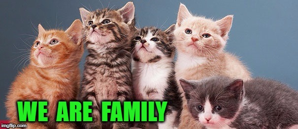 We Are Family | WE  ARE  FAMILY | image tagged in cute cats | made w/ Imgflip meme maker