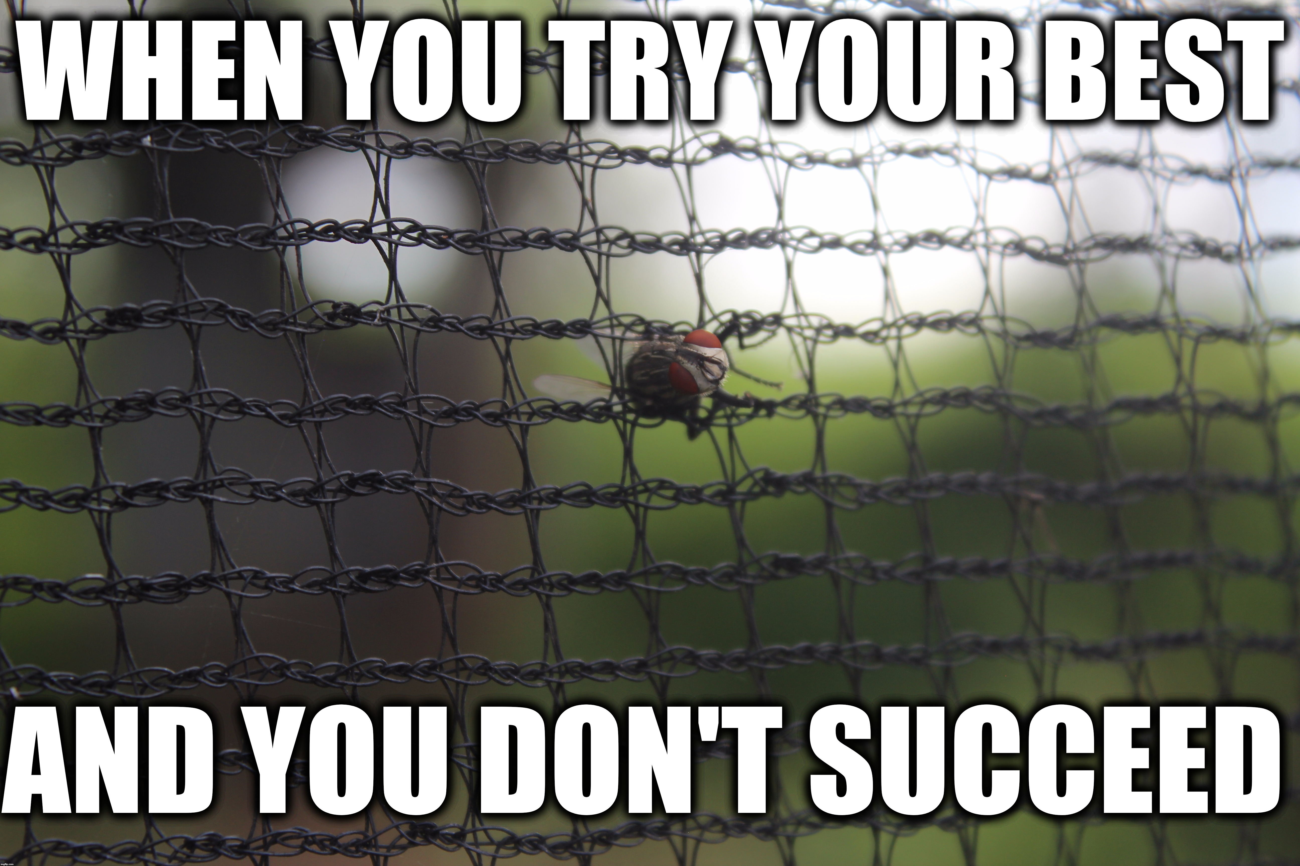Poor fly | WHEN YOU TRY YOUR BEST; AND YOU DON'T SUCCEED | image tagged in failure | made w/ Imgflip meme maker