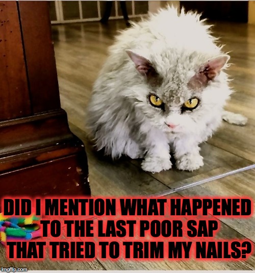 Pompous Albert Puts Owner On Notice | DID I MENTION WHAT HAPPENED TO THE LAST POOR SAP THAT TRIED TO TRIM MY NAILS? | image tagged in trim the nails good luck with that | made w/ Imgflip meme maker