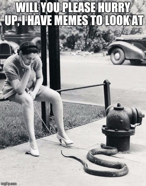 Black & White Week Oct.8th to 14th (A DashHopes and Pipe_picasso event) | WILL YOU PLEASE HURRY UP, I HAVE MEMES TO LOOK AT | image tagged in black  white week,b  w week,snake | made w/ Imgflip meme maker