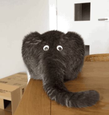 Cat butt elephant  Blank Meme Template