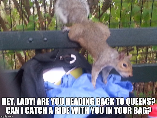 New Yorker squirrels can be so presumptuous! | HEY, LADY! ARE YOU HEADING BACK TO QUEENS? CAN I CATCH A RIDE WITH YOU IN YOUR BAG? | image tagged in squirrels,new yorkers,queens,ride,funny meme,funny animals | made w/ Imgflip meme maker