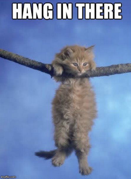 hang in there kitten gif