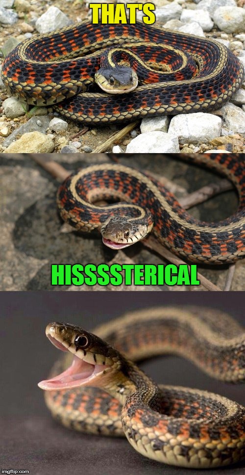 Snake Puns | THAT'S HISSSSTERICAL | image tagged in snake puns | made w/ Imgflip meme maker