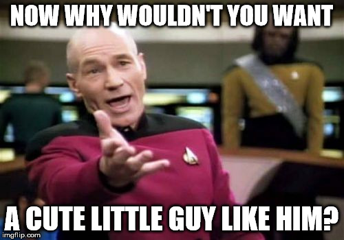 Picard Wtf Meme | NOW WHY WOULDN'T YOU WANT A CUTE LITTLE GUY LIKE HIM? | image tagged in memes,picard wtf | made w/ Imgflip meme maker