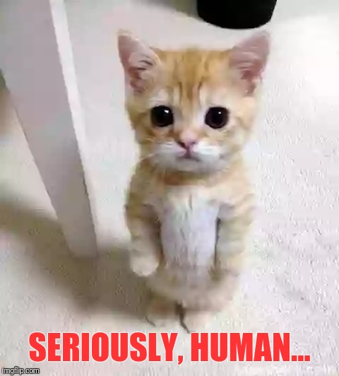 Cute Cat Meme | SERIOUSLY, HUMAN... | image tagged in memes,cute cat | made w/ Imgflip meme maker