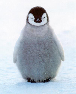 Angry penguin Blank Meme Template