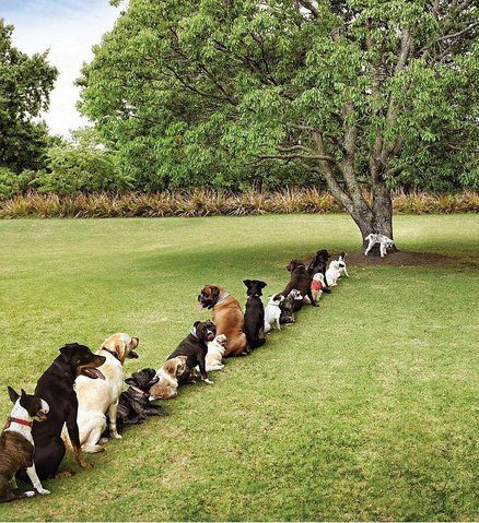 Dogs in Line to Pee on Tree Blank Meme Template