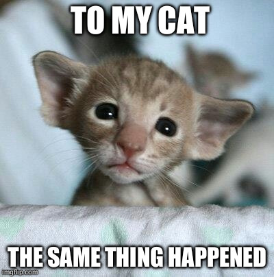 TO MY CAT; THE SAME THING HAPPENED | image tagged in yoda cat | made w/ Imgflip meme maker