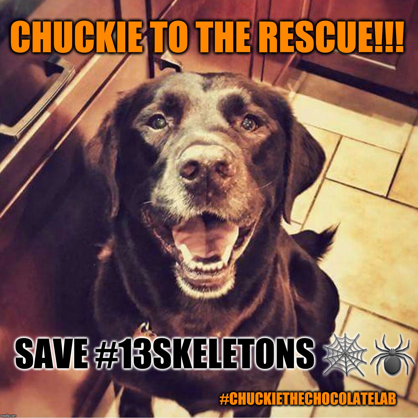 CHUCKIE TO THE RESCUE!!! SAVE #13SKELETONS 🕸️🕷️; #CHUCKIETHECHOCOLATELAB | image tagged in chuckie the chocolate lab | made w/ Imgflip meme maker