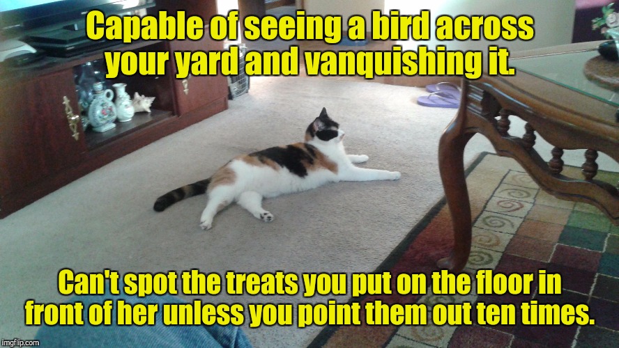 Queen of her domain.  | Capable of seeing a bird across your yard and vanquishing it. Can't spot the treats you put on the floor in front of her unless you point them out ten times. | image tagged in funny,cat,useless,love | made w/ Imgflip meme maker