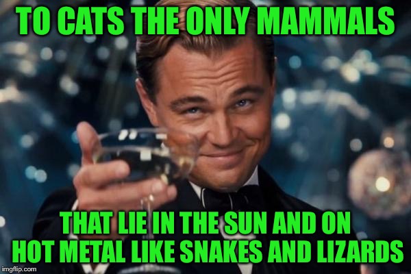 Leonardo Dicaprio Cheers Meme | TO CATS THE ONLY MAMMALS THAT LIE IN THE SUN AND ON HOT METAL LIKE SNAKES AND LIZARDS | image tagged in memes,leonardo dicaprio cheers | made w/ Imgflip meme maker