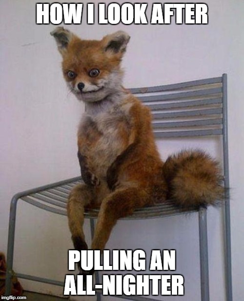 Tired fox | HOW I LOOK AFTER; PULLING AN ALL-NIGHTER | image tagged in tired fox | made w/ Imgflip meme maker