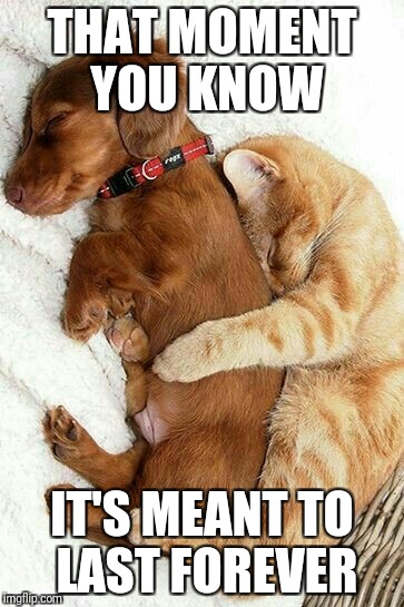 FRIENDS | THAT MOMENT YOU KNOW; IT'S MEANT TO LAST FOREVER | image tagged in memes,funny,cute,cat,dog,friends | made w/ Imgflip meme maker