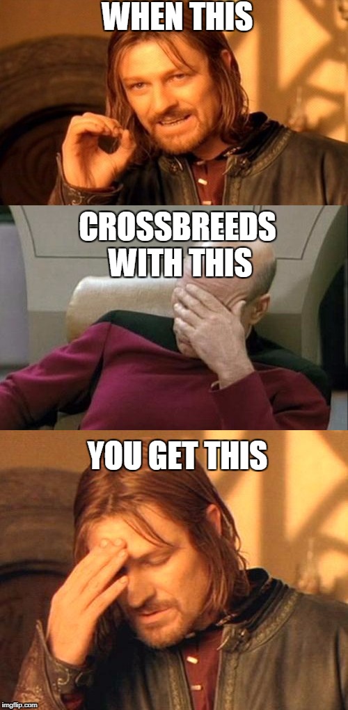 crossbreeding | WHEN THIS; CROSSBREEDS WITH THIS; YOU GET THIS | image tagged in funny,one does not simply,picard,picard facepalm,frustrated boromir,memes | made w/ Imgflip meme maker