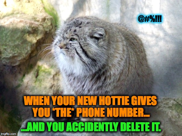 True Story | @#%!!! WHEN YOUR NEW HOTTIE GIVES YOU *THE* PHONE NUMBER... ...AND YOU ACCIDENTLY DELETE IT. | image tagged in pissed off pallas's cat | made w/ Imgflip meme maker