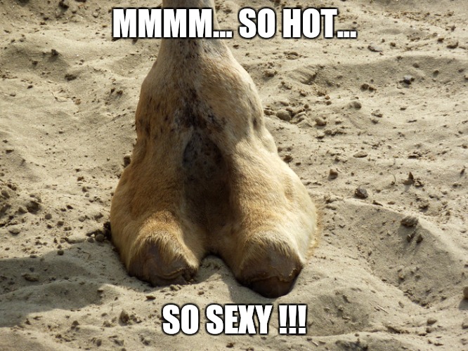 Camel toe | MMMM... SO HOT... SO SEXY !!! | image tagged in camel toe,memes,hot,sexy,attraction,lust | made w/ Imgflip meme maker
