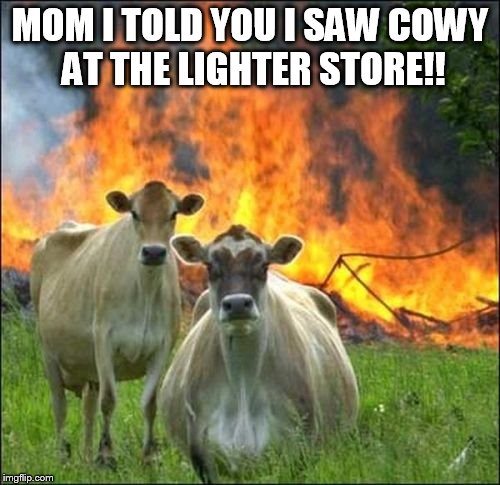 Evil Cows Meme | MOM I TOLD YOU I SAW COWY AT THE LIGHTER STORE!! | image tagged in memes,evil cows | made w/ Imgflip meme maker