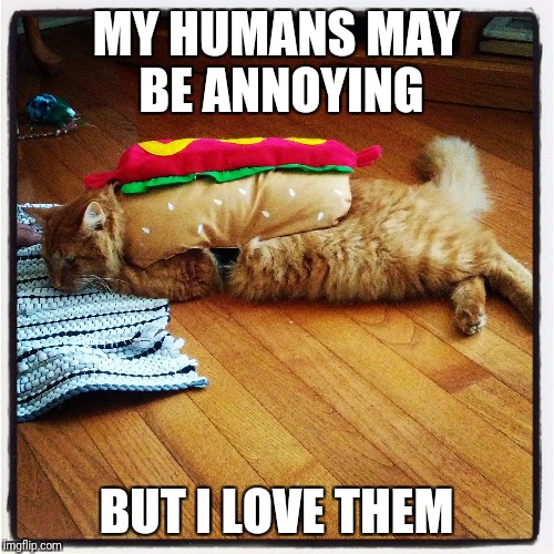 Tater Tot in Hot Dog Costume | MY HUMANS MAY BE ANNOYING; BUT I LOVE THEM | image tagged in tater tot in hot dog costume | made w/ Imgflip meme maker