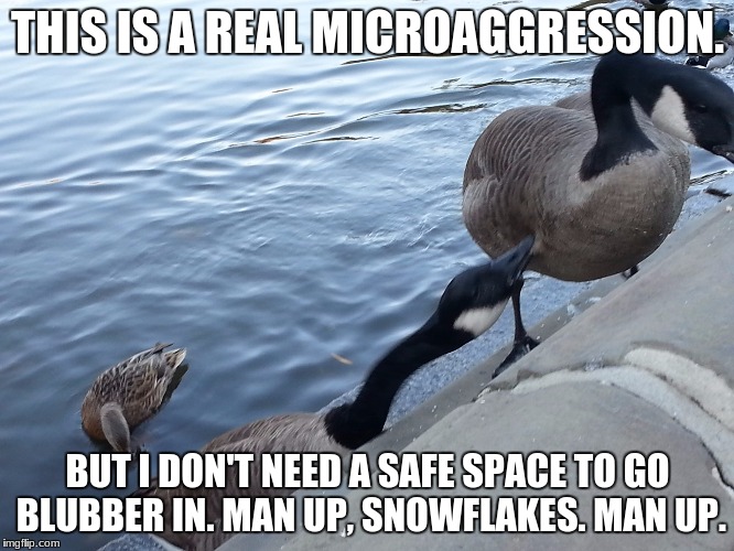 The Biter | THIS IS A REAL MICROAGGRESSION. BUT I DON'T NEED A SAFE SPACE TO GO BLUBBER IN. MAN UP, SNOWFLAKES. MAN UP. | image tagged in funny animals,biting,snowflakes,geese,microaggression | made w/ Imgflip meme maker
