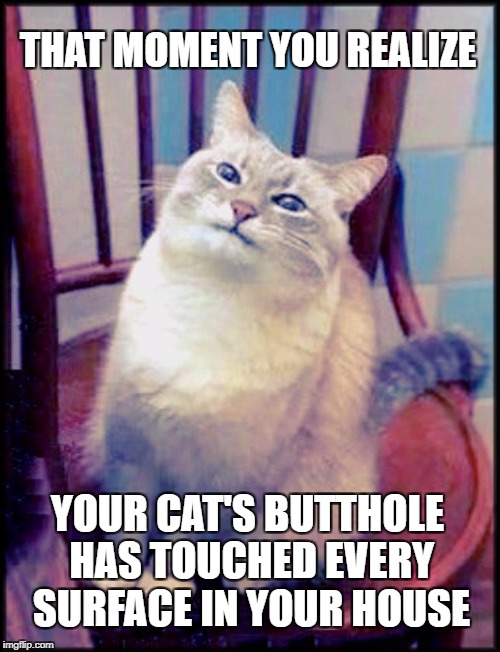 THAT MOMENT YOU REALIZE; YOUR CAT'S BUTTHOLE HAS TOUCHED EVERY SURFACE IN YOUR HOUSE | image tagged in funny,cats,butthole,funny cat memes,smiling cat,take a seat cat | made w/ Imgflip meme maker