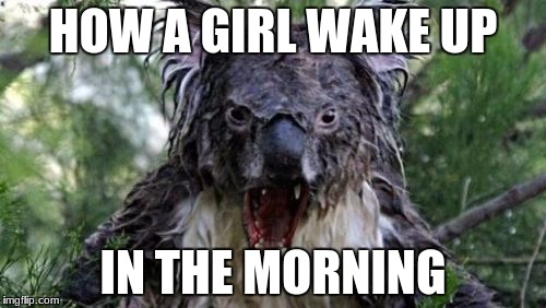 Angry Koala | HOW A GIRL WAKE UP; IN THE MORNING | image tagged in memes,angry koala | made w/ Imgflip meme maker