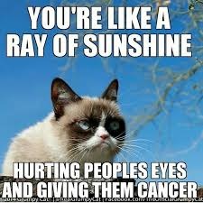 image tagged in grumpy cat,sunshine,funny,dumb,cats | made w/ Imgflip meme maker