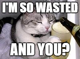 drunk cat | I'M SO WASTED; AND YOU? | image tagged in memes | made w/ Imgflip meme maker