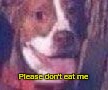 Please don't eat me | Please don't eat me | image tagged in rachel ray's dog | made w/ Imgflip meme maker