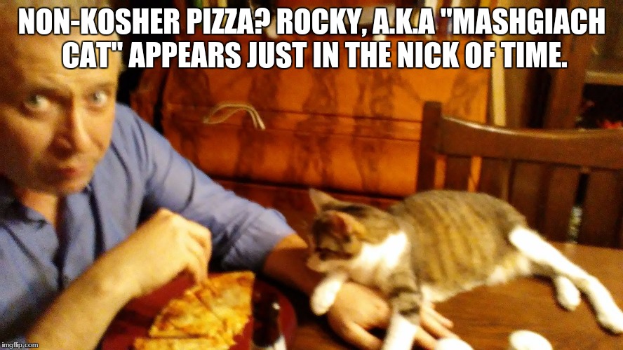 "That's RABBI Rocky to you!" | NON-KOSHER PIZZA? ROCKY, A.K.A "MASHGIACH CAT" APPEARS JUST IN THE NICK OF TIME. | image tagged in cat,kosher,rabbi,non--kosher,pizza,funny | made w/ Imgflip meme maker