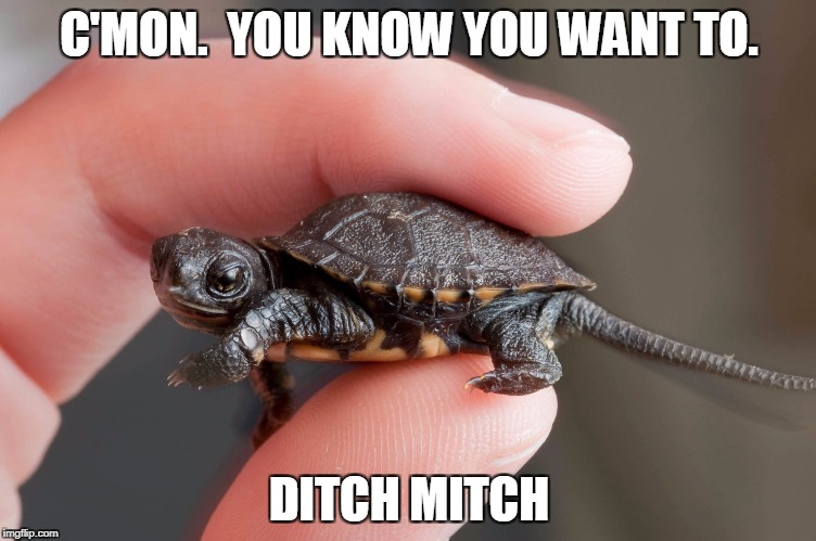 C'mon. You know you want to. | C'MON.  YOU KNOW YOU WANT TO. DITCH MITCH | image tagged in ditch mitch | made w/ Imgflip meme maker